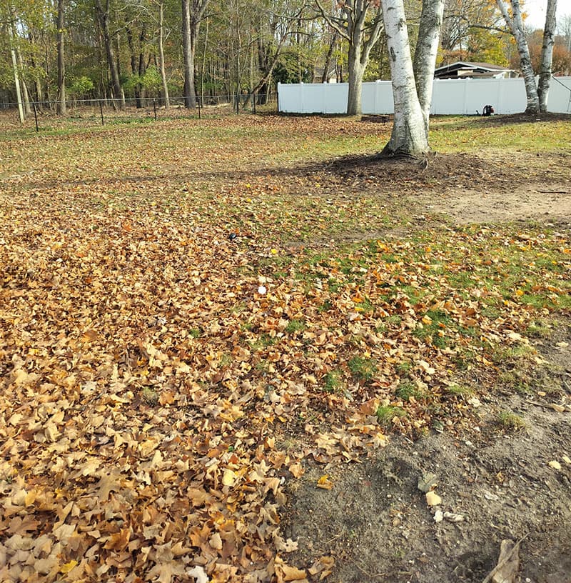 Fall cleanup services in West Michigan